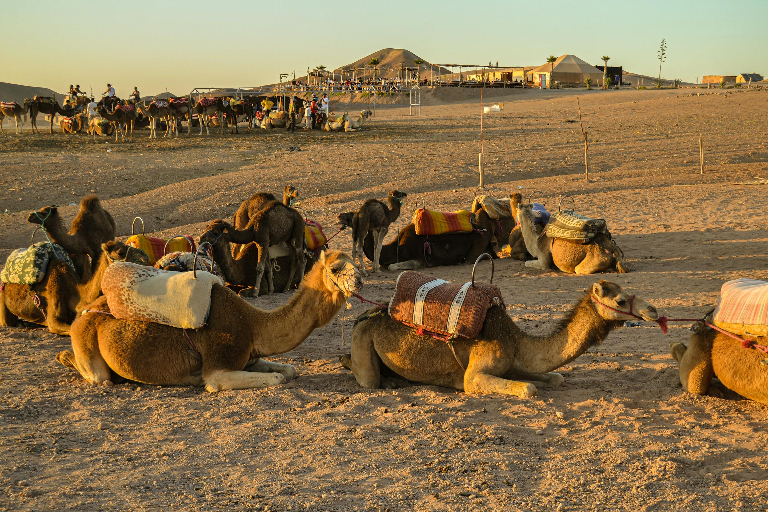 Un groupe de chameaux se reposant dans le désert d'Agafay avec des cavaliers à proximité sous un chaud coucher de soleil.