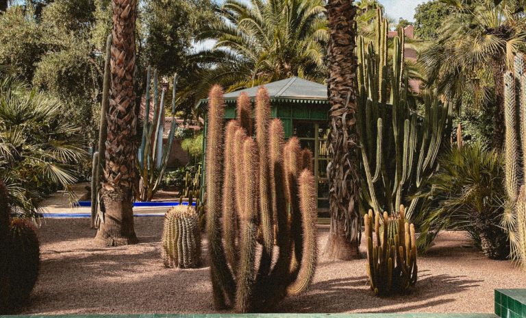 Visiter les Jardins Majorelle et l’Hivernage en sidecar