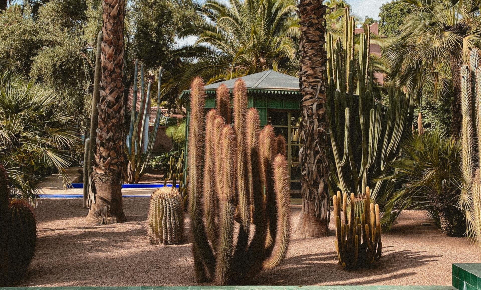 Visiter les Jardins Majorelle et l’Hivernage en sidecar 1 Visiter les Jardins Majorelle et l’Hivernage en sidecar